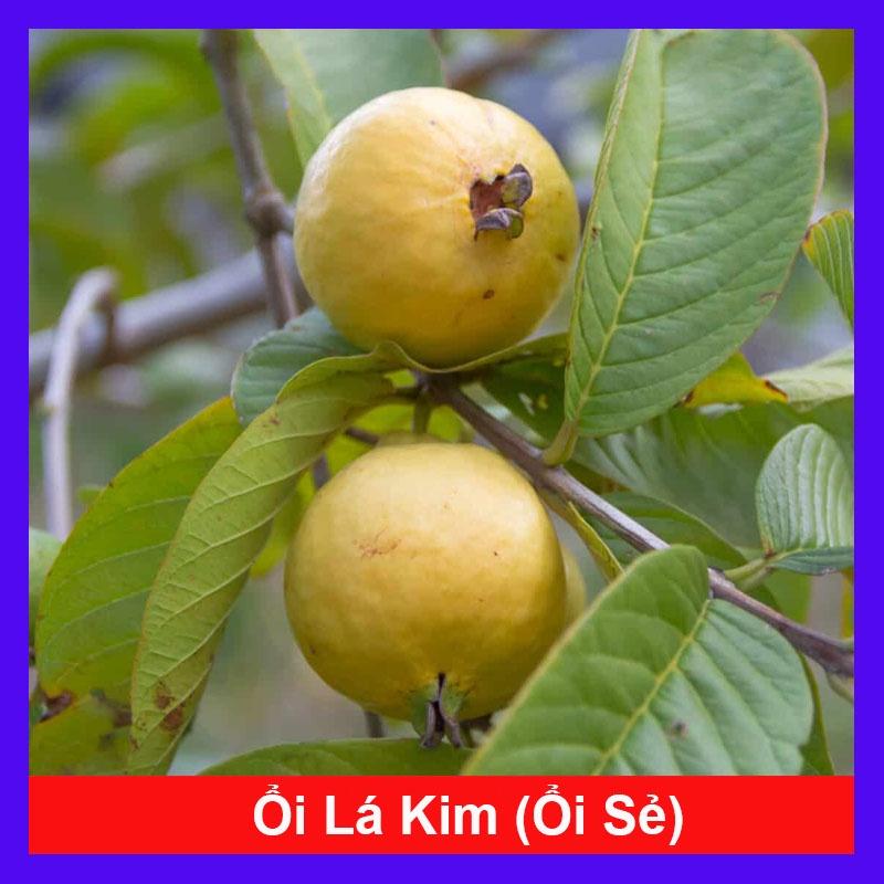 Cây Ổi Lá Kim - cây ăn quả + tặng phân bón cho cây