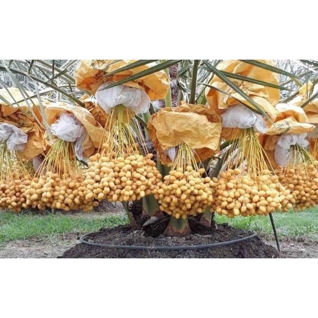 CÂY GIỐNG CHÀ LÀ TRUNG ĐÔNG NHẬP KHẨU