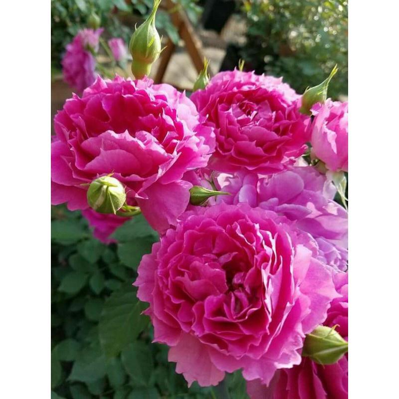 Hoa hồng Sheherazad- cây trưởng thành