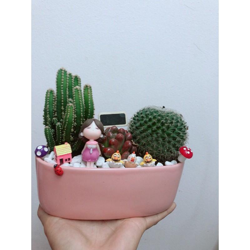 Chậu Xương Rồng Tiểu Cảnh