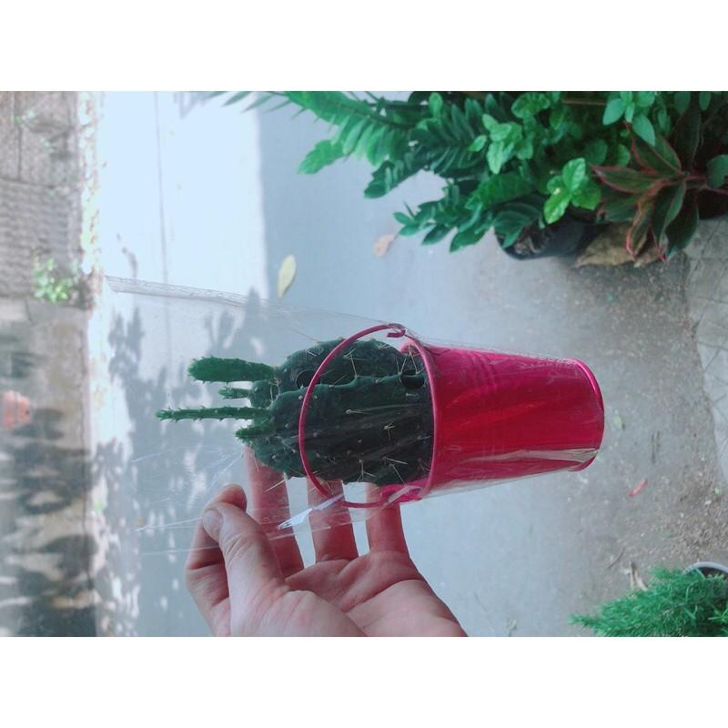 Chậu Xương Rồng