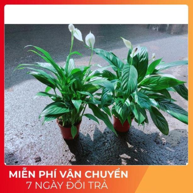 Chậu Hoa Lan Ý Có Hoa Sẵn