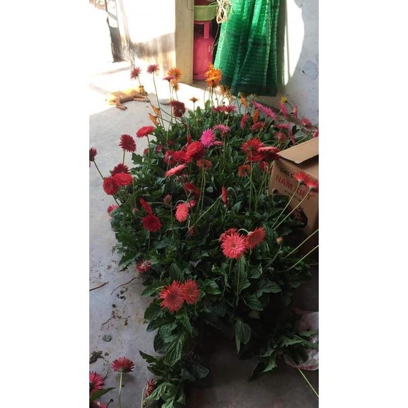 Nhánh hoa đồng tiền cổ