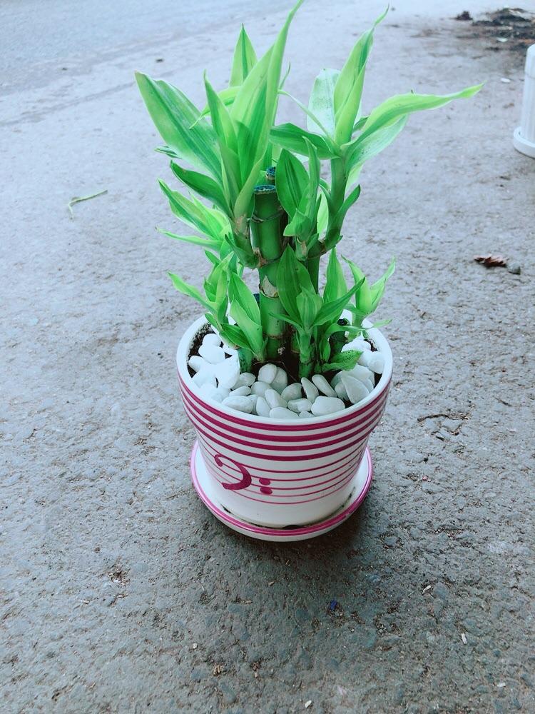 Chậu Cây Trúc Phát Tài
