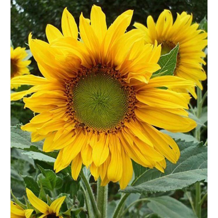 Hạt giống hoa hướng dương hoa vàng cắt cành - 30 hat/gói