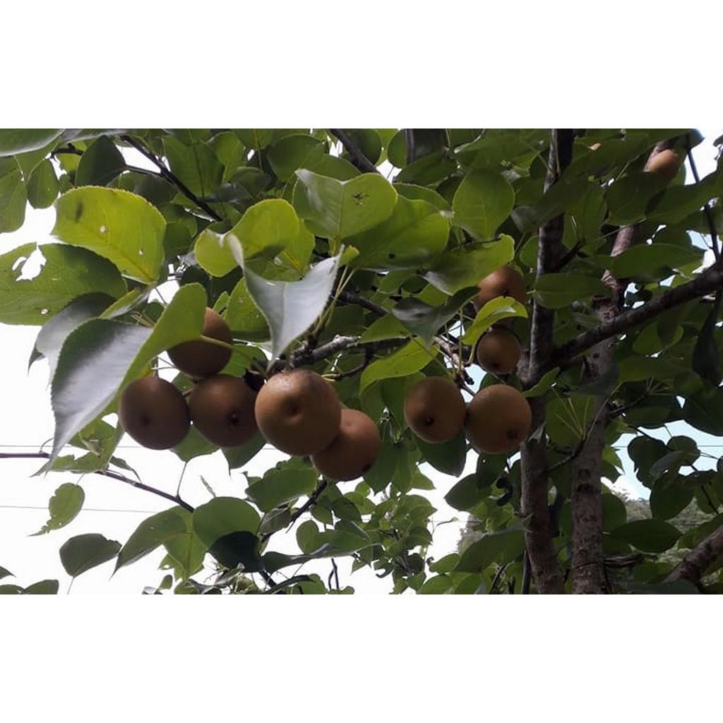 Giống cây lê nâu