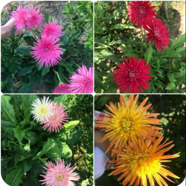 Combo 3 cây giống hoa đồng tiền cổ cánh kép