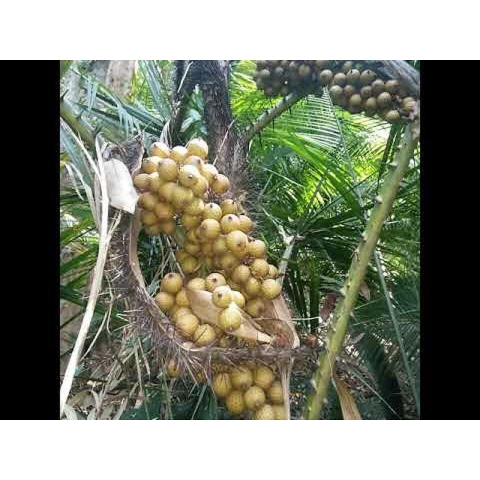 Cây giống Mây nếp, cây mây nếp giống