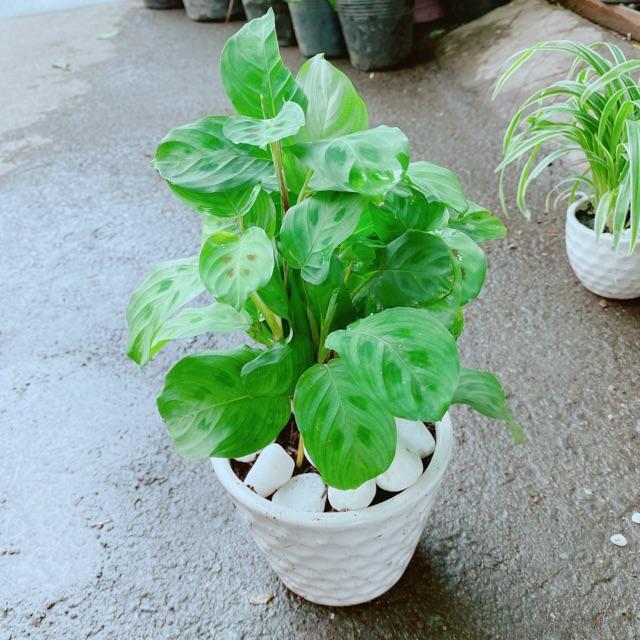 Chậu Cây Đuôi Công Tròn Xanh