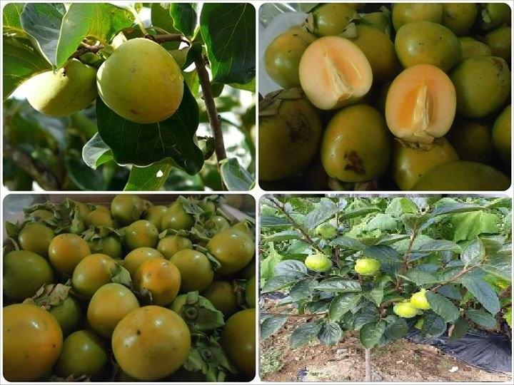 Cây HỒNG GIÒN cam kết chất lượng