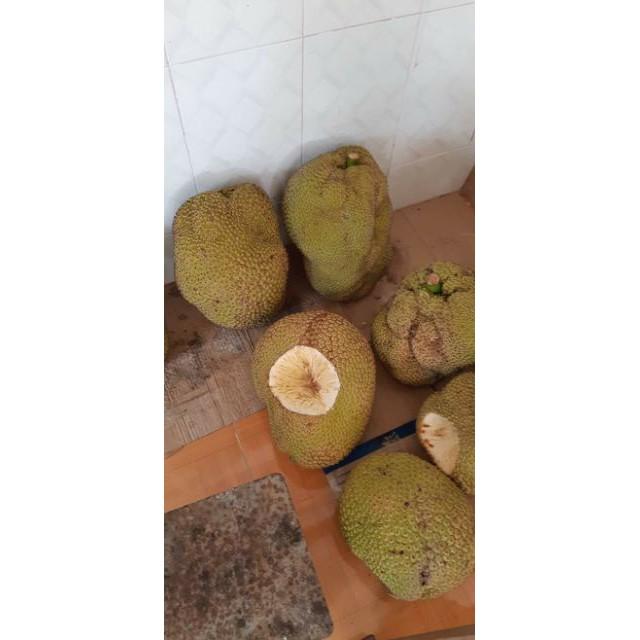 Mít không hạt cam kết chất lượng