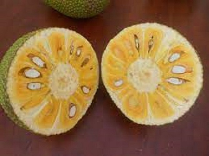 Cây mít nghệ tứ quý giống