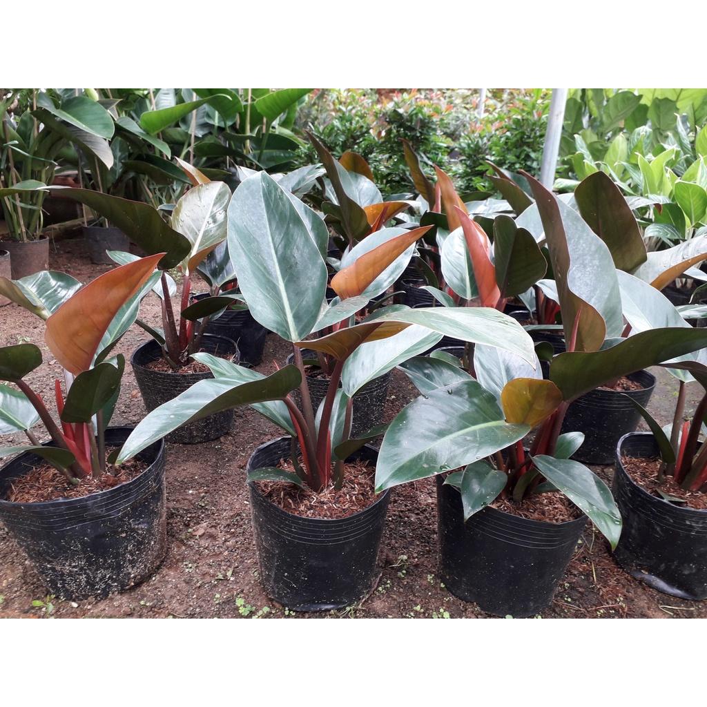 CÂY TRẦU BÀ ĐẾ VƯƠNG ĐỎ CHẬU TO NHƯ HÌNH *