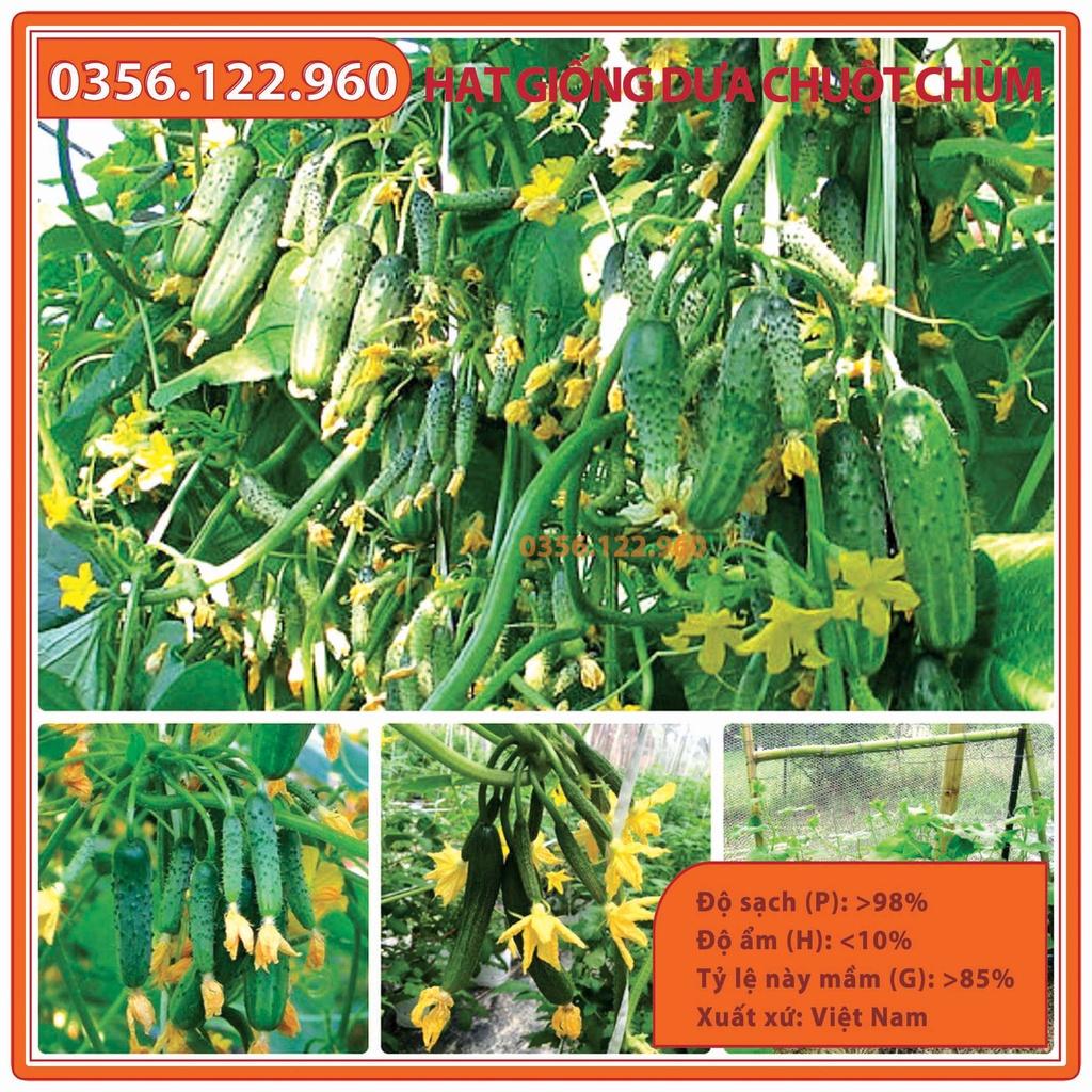 Set 5 gói Hạt giống dưa leo chùm, dưa leo bao tử F1, dưa chuột chùm