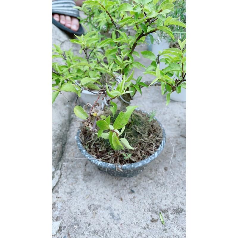 Mai Chiếu Thuỷ Bonsai Để Bàn