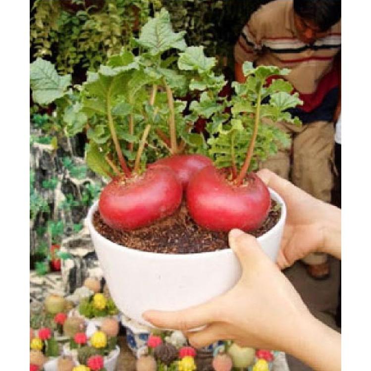 Hạt giống củ cải đỏ khổng lồ 10 hạt/gói