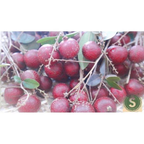 Cây Nhãn Tím THÁI LAN