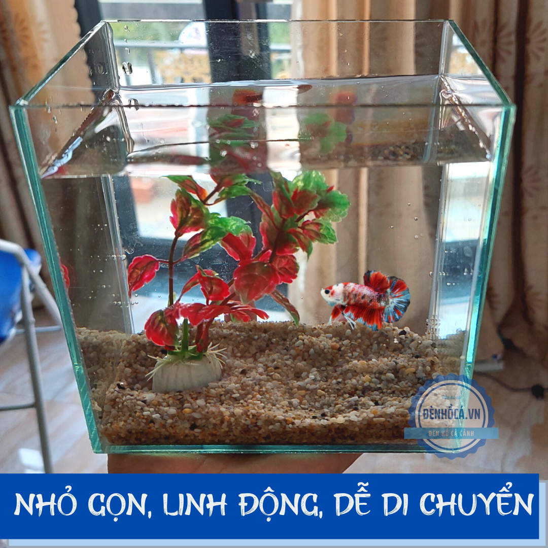 Bể cá mini BETTA nhỏ xinh kèm phụ kiện