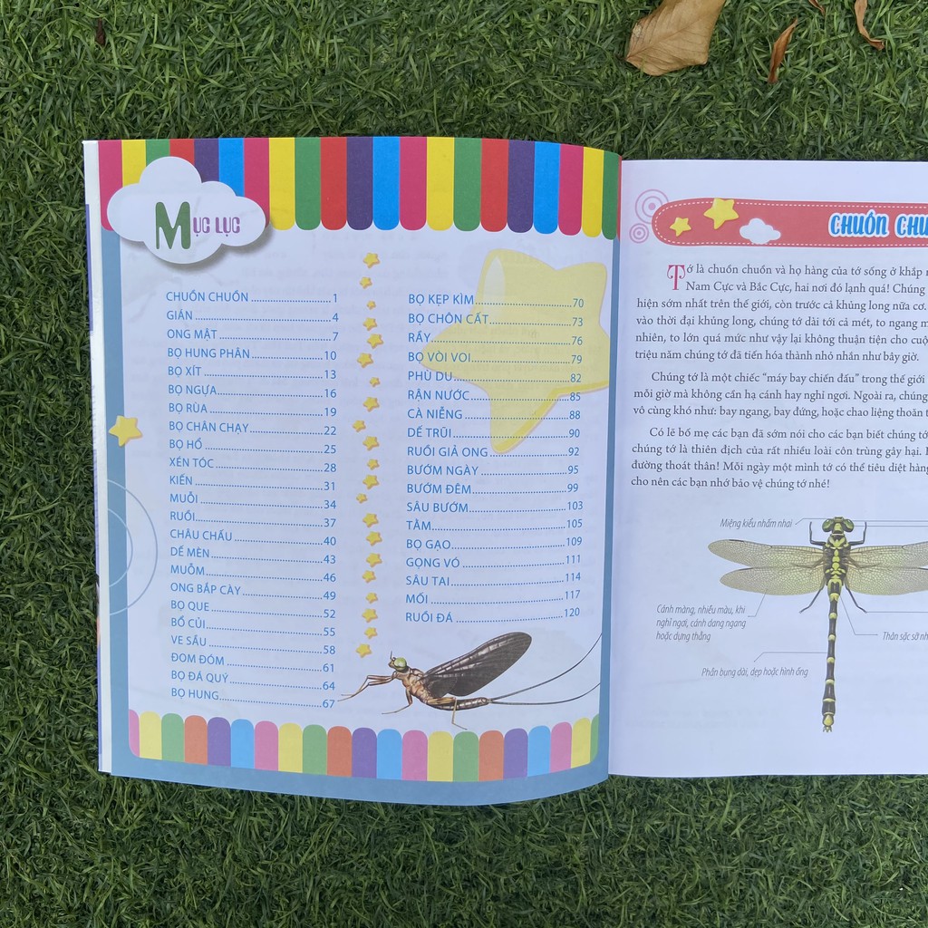Sách- Bách Khoa Động Vật Dành Cho Trẻ Nhỏ - Côn Trùng
