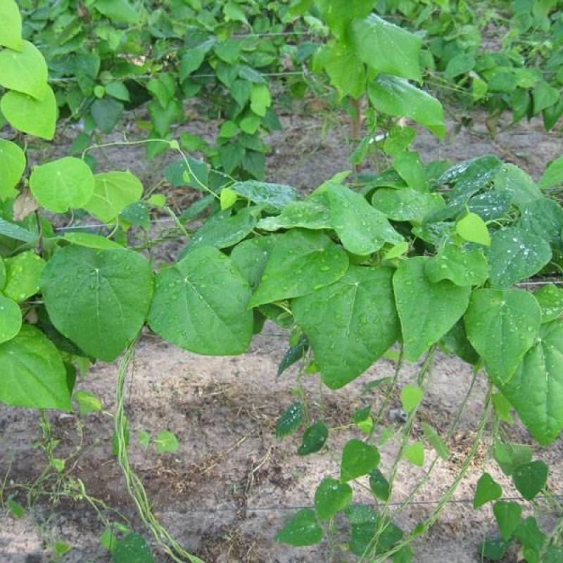 Hạt giống cây sương sâm lông - 1 gói 30 hạt