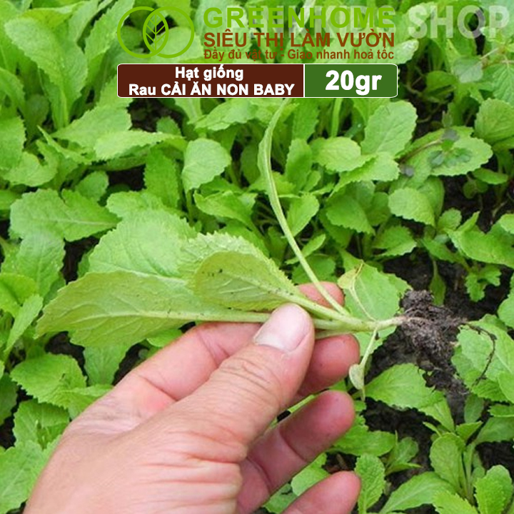 Hạt Giống Rau Cải Ăn Non Greenhome, Gói 20g, Dễ Trồng Quanh Năm, Nảy Mầm Cao, Thu Hoạch Nhanh, Năng Suất Cao R05