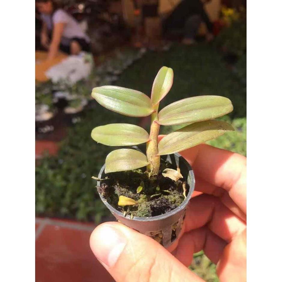 Phi điệp xước giống