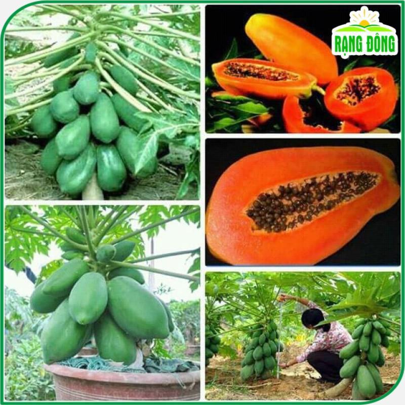 Hạt Giống Đu Đủ Lùn Thái Lan - Hạt giống Rạng Đông