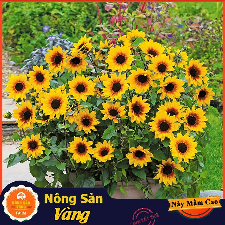 Hạt giống Hoa Hướng Dương Vàng Lùn