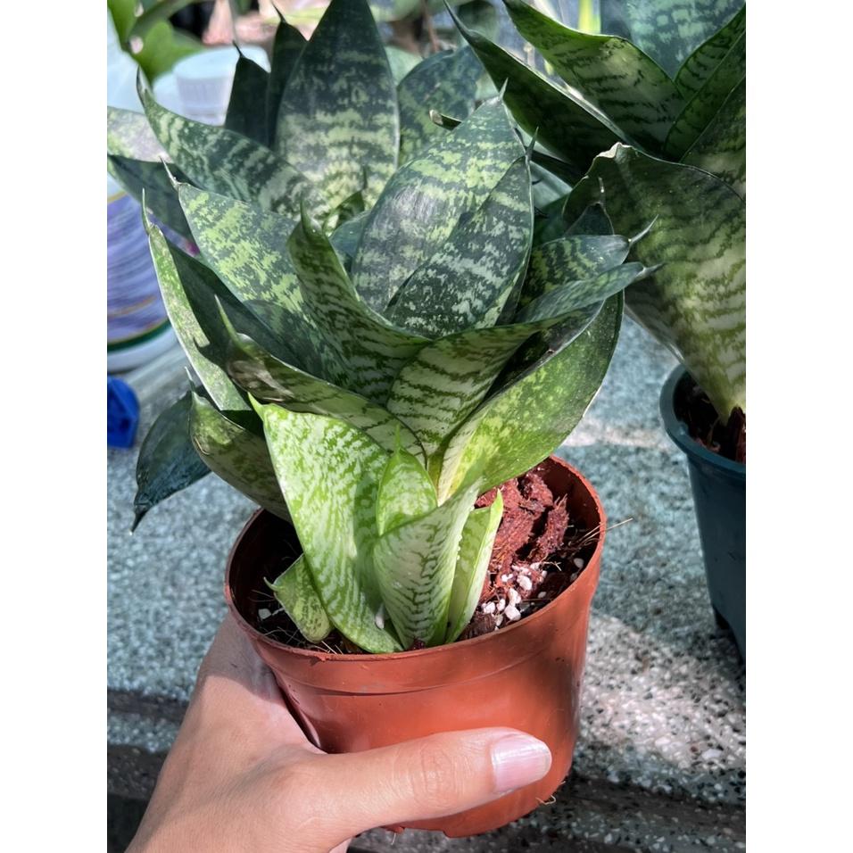 Chậu lưỡi hổ Lùn thích hợp để bàn làm việc