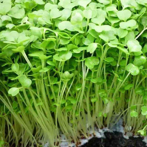 Hạt giống cải mầm Phú Nông - 30g