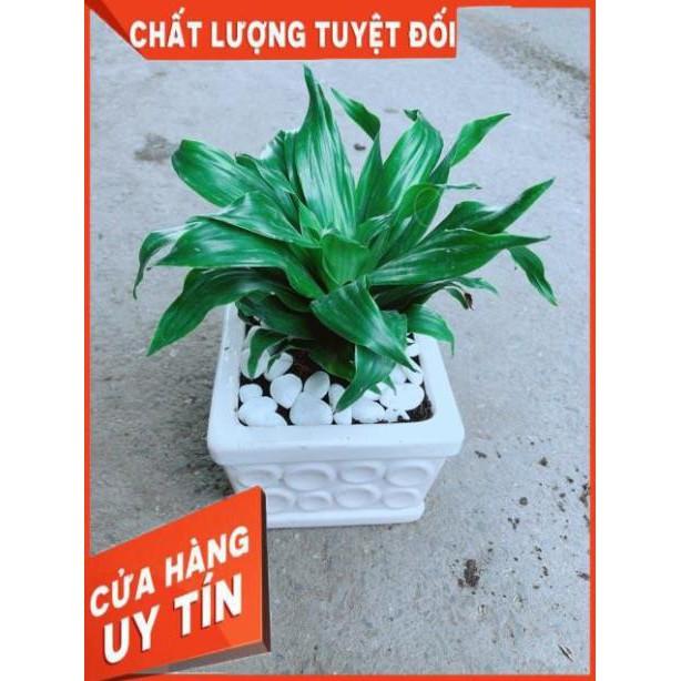 Chậu Cây Phát Tài
