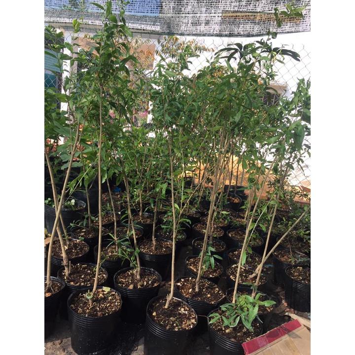 Cây Lựu Tím trồng chậu