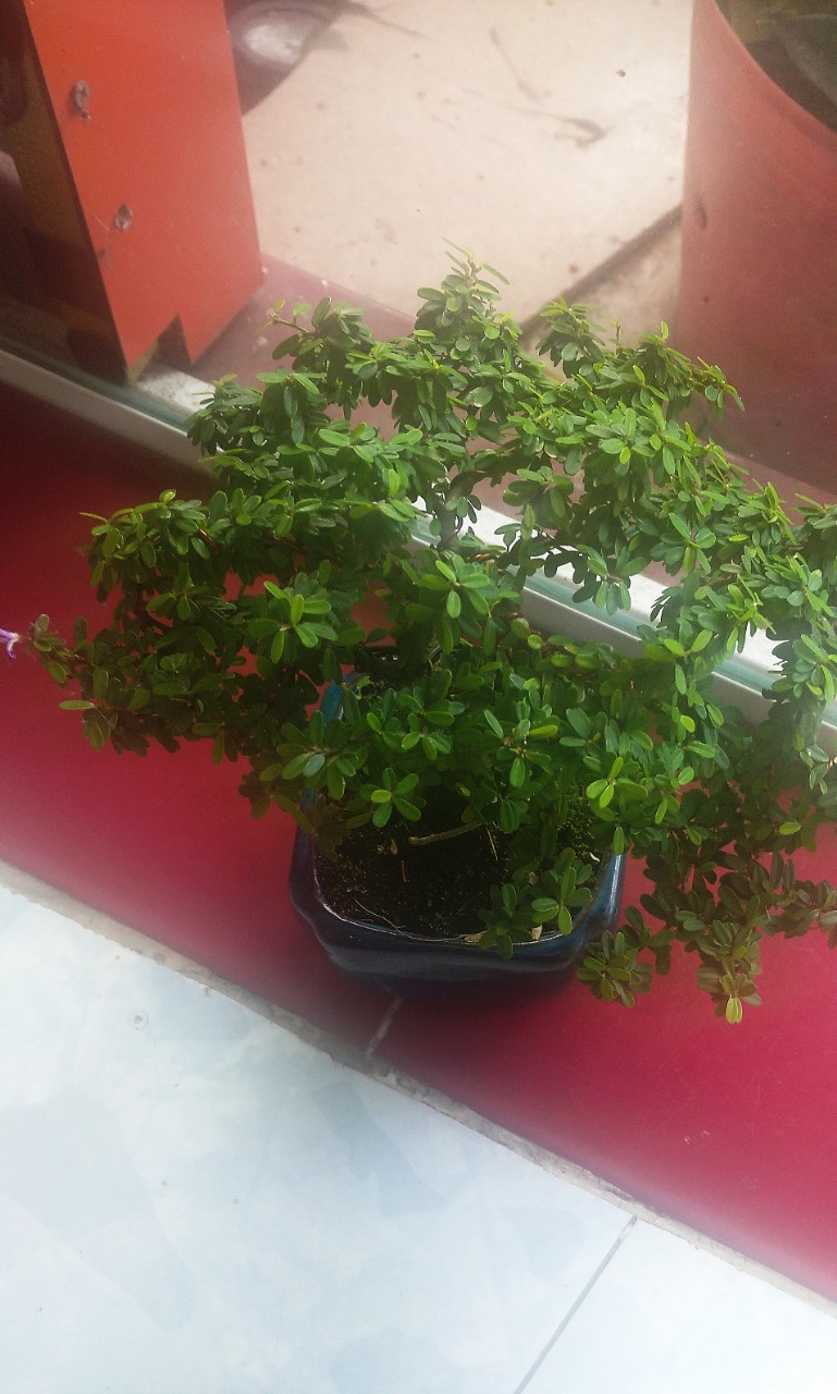 Cây Linh Sam Bonsai Mini Cây nhỏ - Chưng bàn làm việc-Phong Thủy