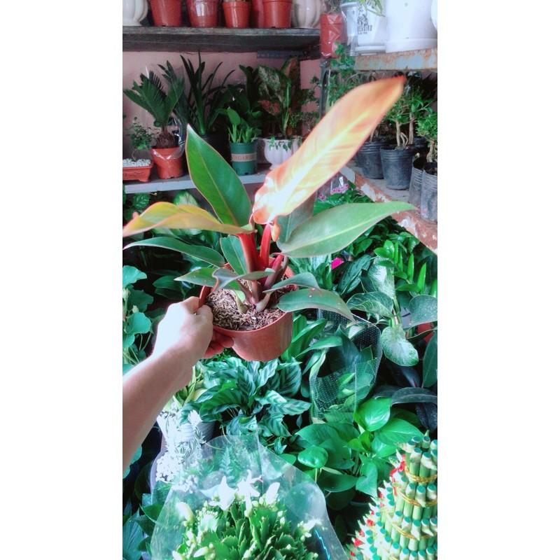 Đế Vương Đỏ Phong Thuỷ Tốt