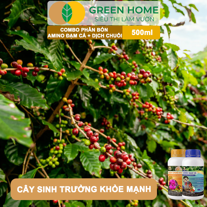 Combo Phân Bón Hữu Cơ Đạm Cá + Dịch Chuối GreenHome, 500ml, Kích Rễ, Bung Đọt, Tăng Đậu Trái To Ngọt