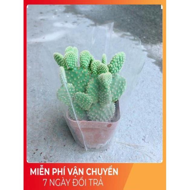 Xương Rồng Tai Thỏ