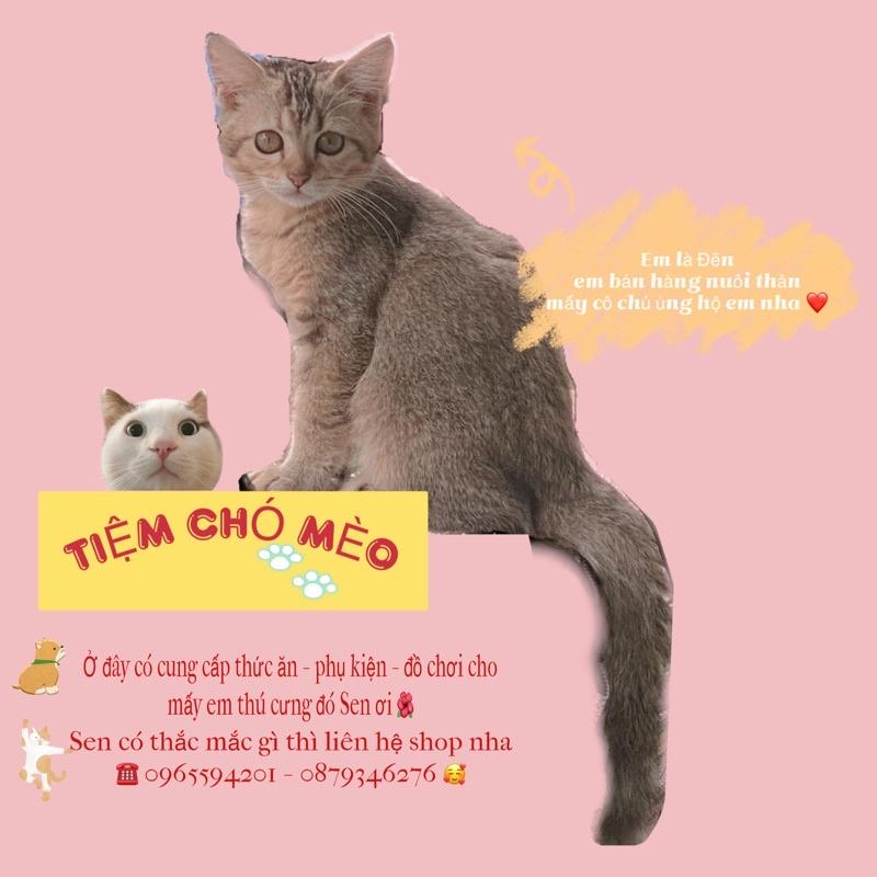 KHAY ĐỰNG THỨC ĂN VÀ NƯỚC CHO CHÓ MÈO THÚ CƯNG PET 2 in 1 TIỆN LỢI (CHÂT LIỆU NHỰA CAO CẤP)