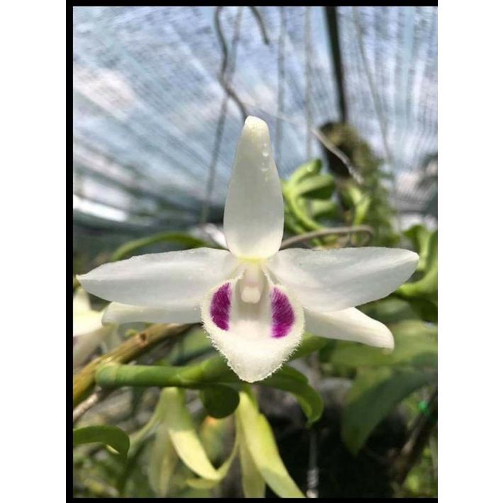 Phong lan phi điệp 5ct phú thọ