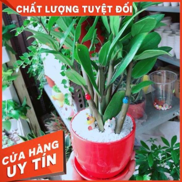 Chậu Kim Tiền