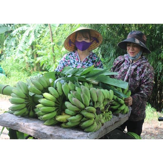 CÂY GIỐNG CHUỐI TÂY lùn - cây giống ươm mô