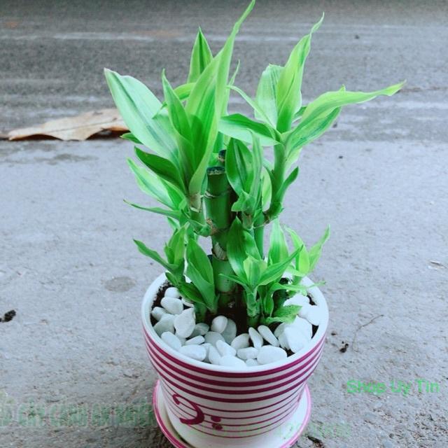 Chậu Trúc Phát Tài
