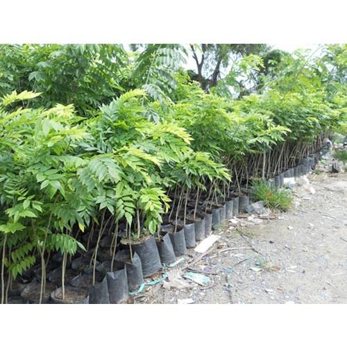 1 KG hạt giống Cây Sưa Đỏ trắng tuyển chọn