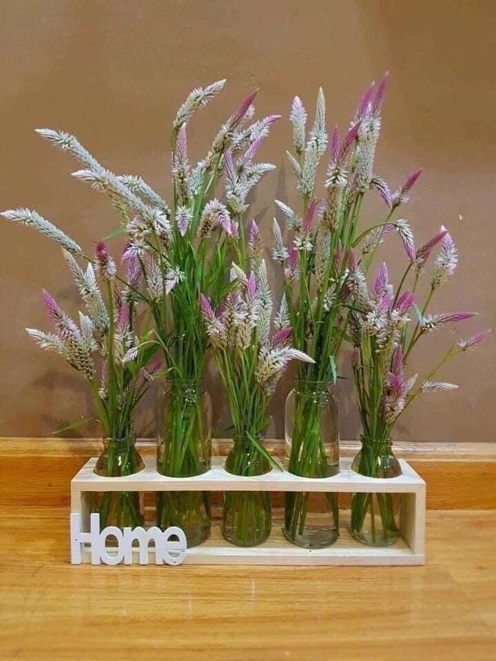 Set 5 lọ hoa thuỷ tinh kèm kệ gỗ trang trí nhà cửa