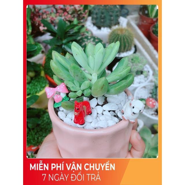 Chậu Sen Đá Tiểu Cảnh
