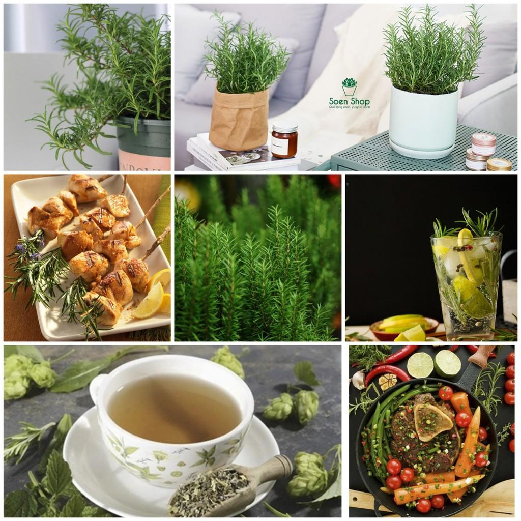 Cây Hương Thảo - Rosemary - Cây gia vị với hương thơm dịu nhẹ, vừa đuổi muỗi lại giúp thư giãn - Sẵn chậu nhựa