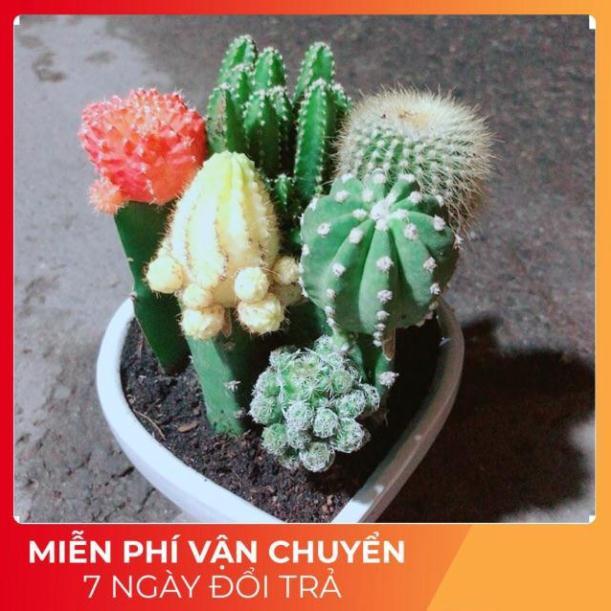Chậu Xương Rồng Mix