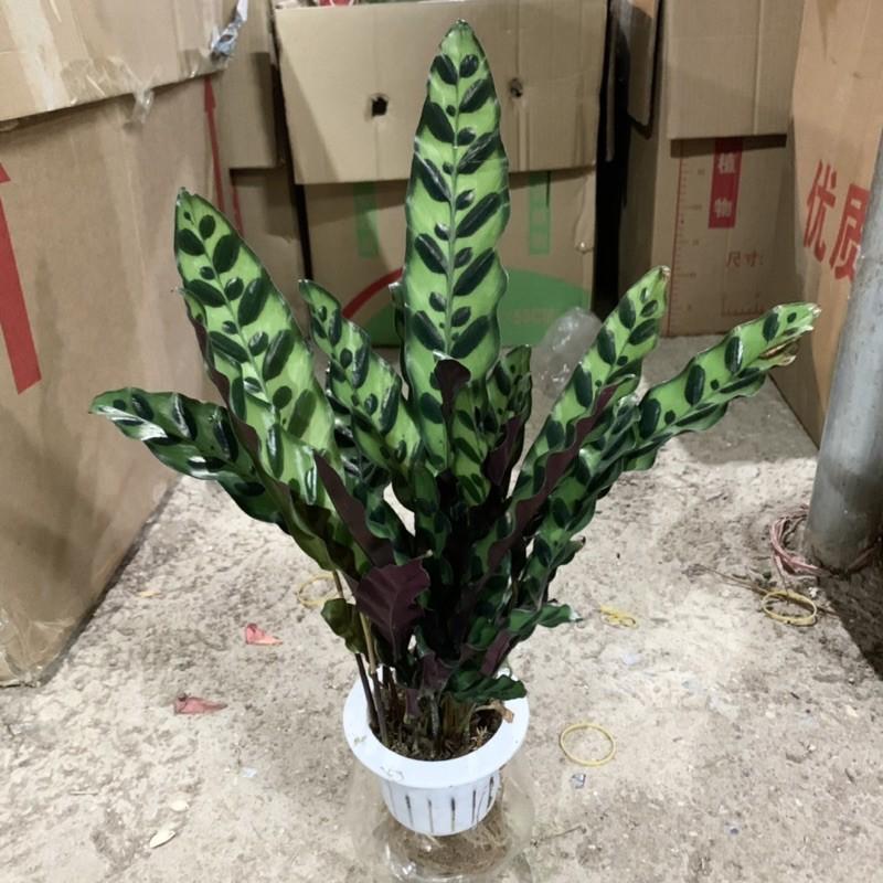 Cây đuôi phượng trồng bình thủy sinh cao 25cm, xanh tươi quanh năm, rất dễ chăm sóc, cây để bàn và trồng nội thất