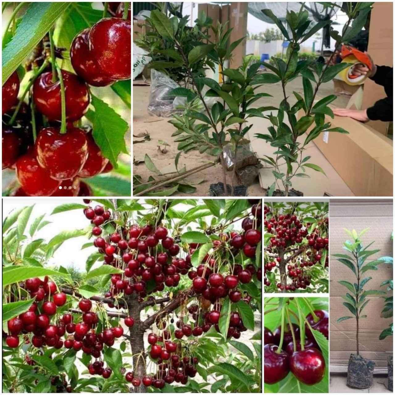 CÂY GIỐNG CHERRY BRAZIL