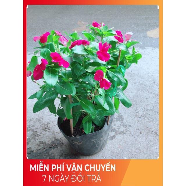 Hoa Dừa Cạn Màu Hồng