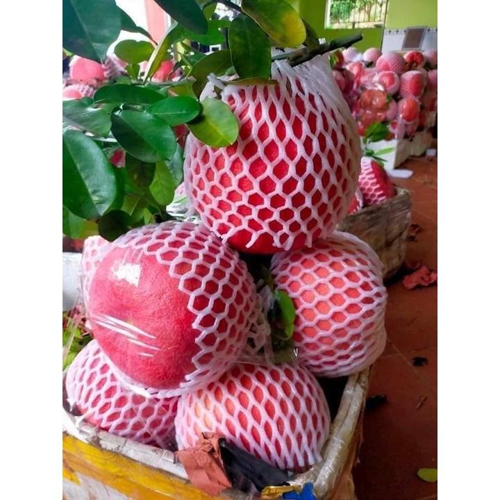 CÂY GIỐNG BƯỞI ĐỎ THÁI LAN